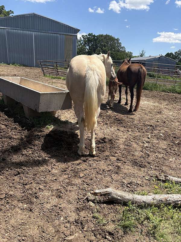 athletic-quarter-horse