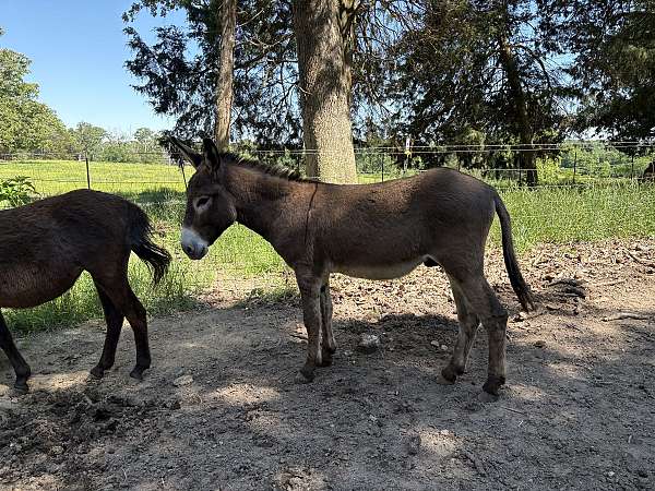 white-muzzle-underbelly-around-the-eyes-horse