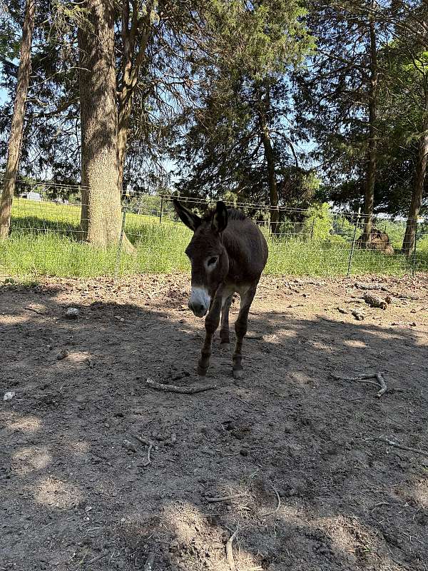 brown-white-muzzle-underbelly-around-the-eyes-horse