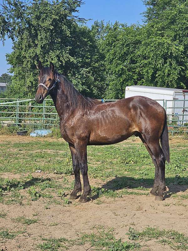 pasture-buddy-friesian-horse