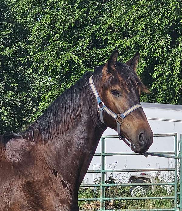 police-friesian-horse