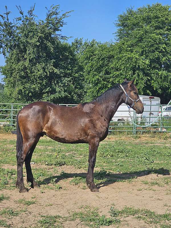 tb-cross-friesian-horse