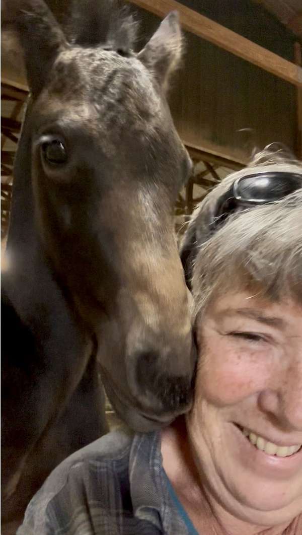 9-hand-friesian-colt