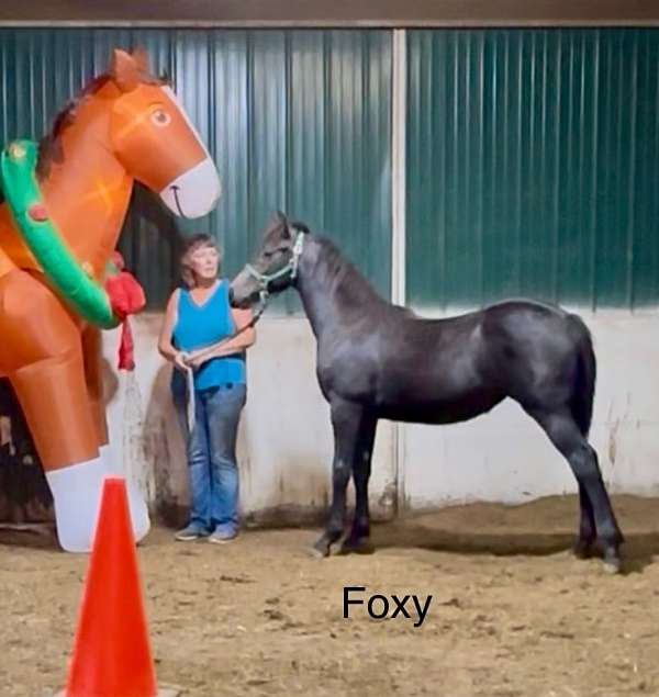 sporthorse-draft-friesian-horse