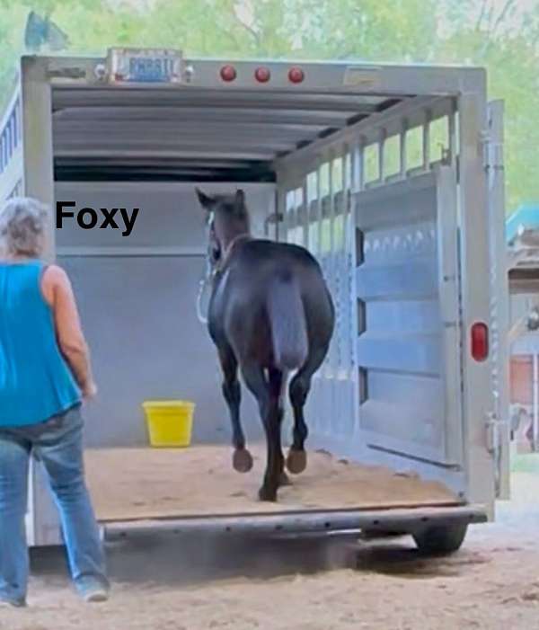 sport-draft-friesian-horse