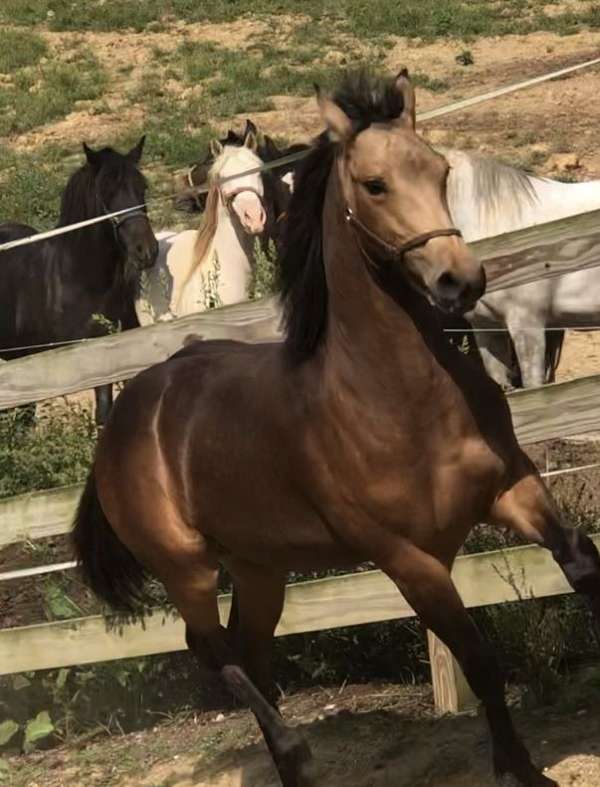 stallion-draft-friesian-horse