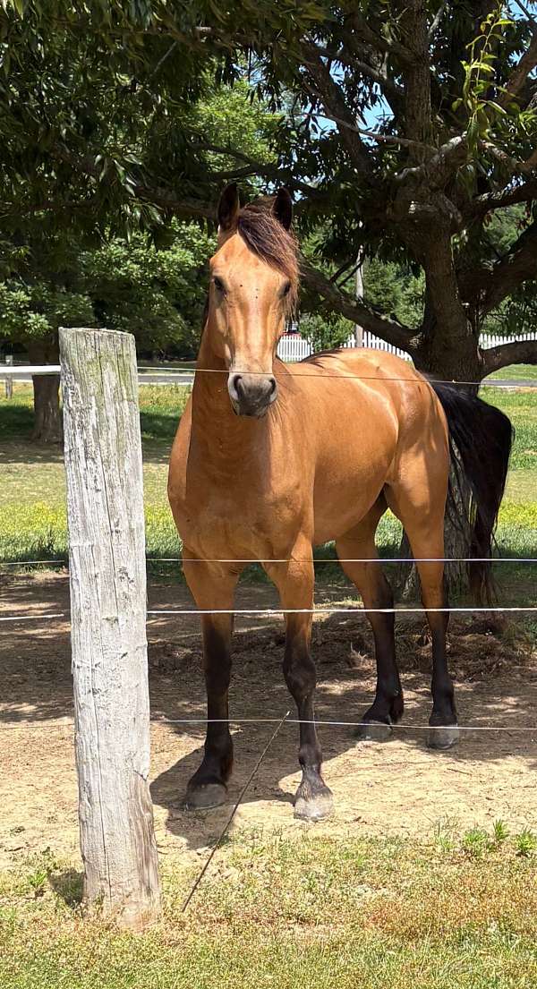 buckskin-draft-friesian-colt