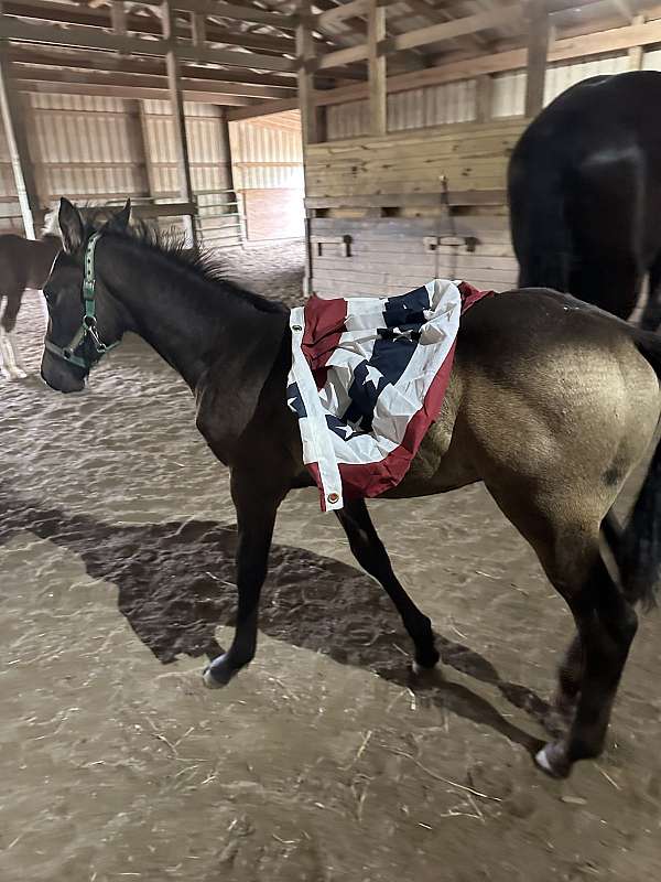 unique-color-draft-friesian-horse