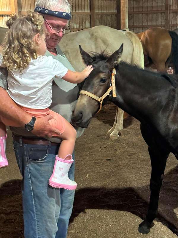 unique-color-friesian-horse