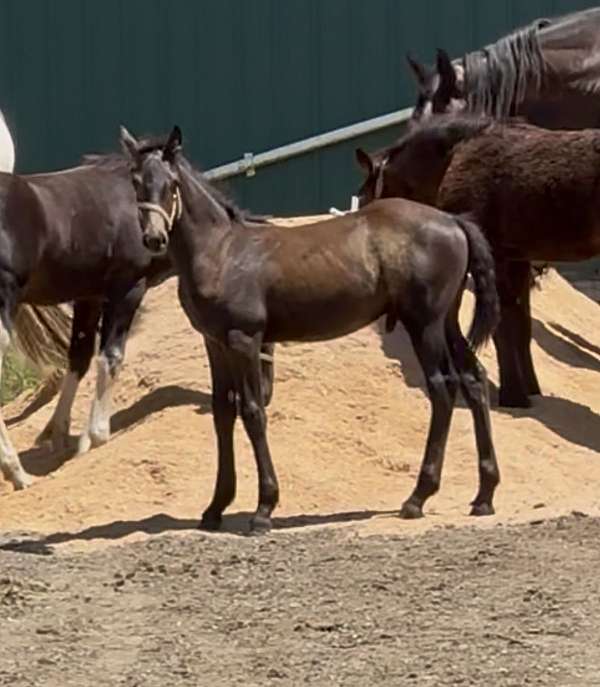friesian-sporthorse-draft-horse