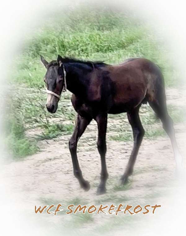 draft-cross-draft-friesian-horse