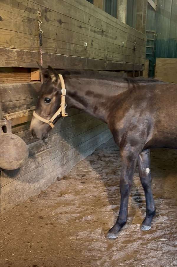 waste-friesian-horse