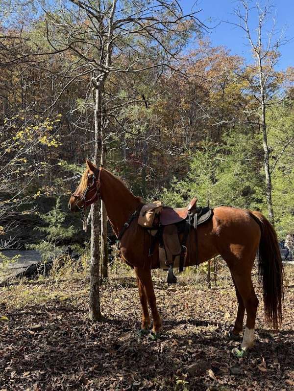 all-around-saddlebred-horse