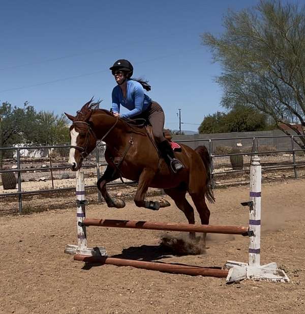 athletic-thoroughbred-horse