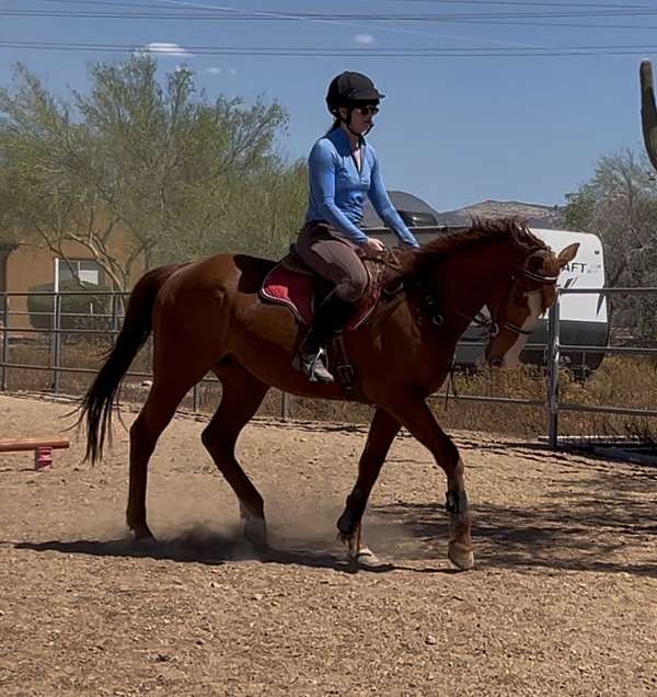 beginner-thoroughbred-horse