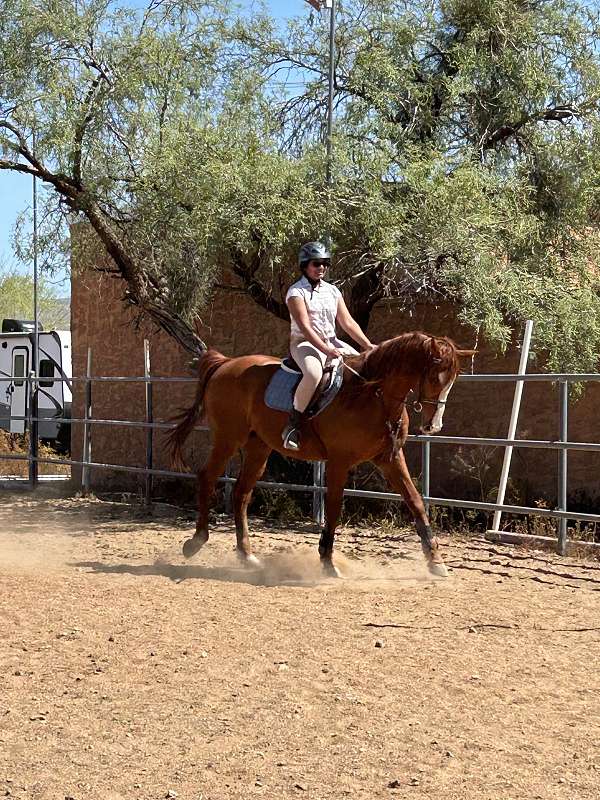 dressage-thoroughbred-horse