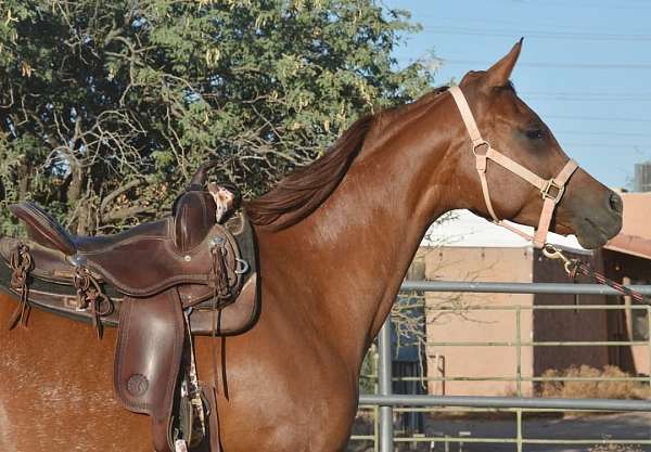 arabian-horse-for-sale