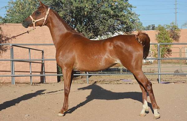 arabian-horse