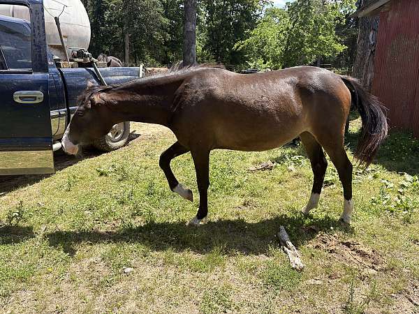 blaze-4-whites-horse