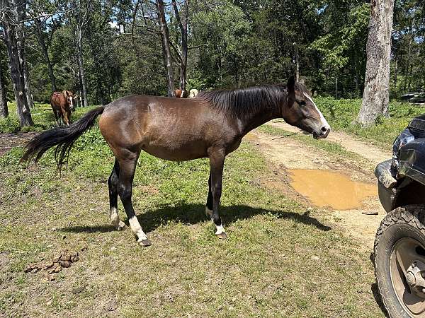 bay-blaze-4-whites-horse