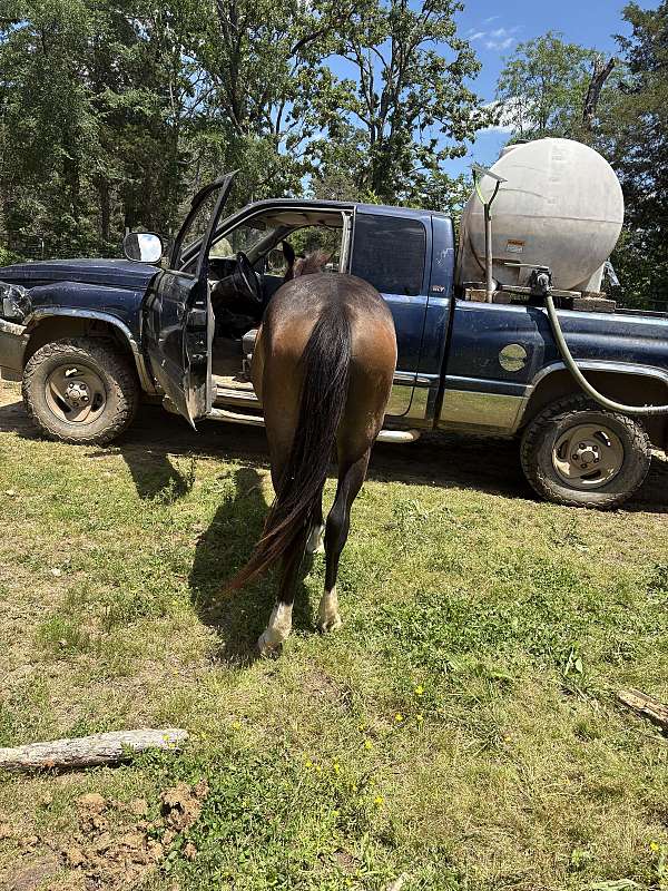 athletic-quarter-horse