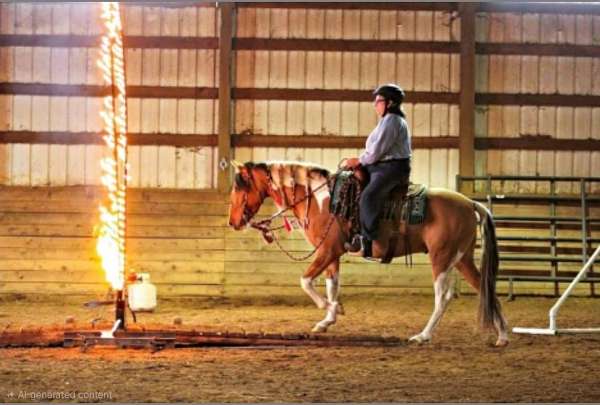 tobiano-azteca-gelding