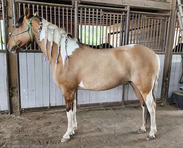 tobiano-azteca-for-sale