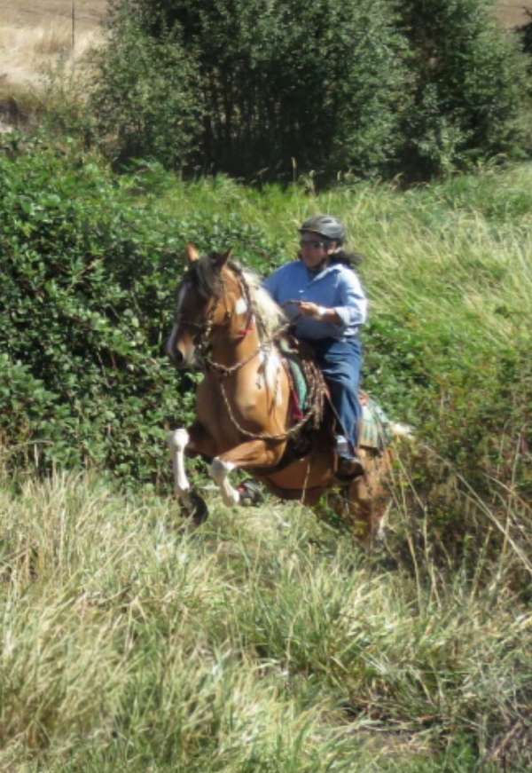 14-hand-azteca-horse