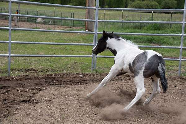 elite-paint-horse
