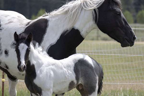 in-excess-paint-horse