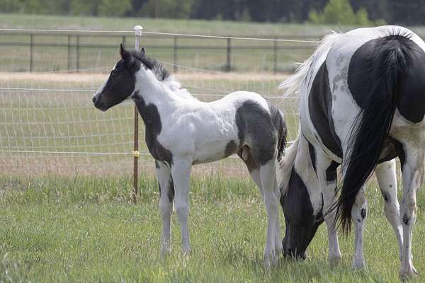boon-paint-horse