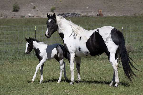bloodlines-are-paint-horse