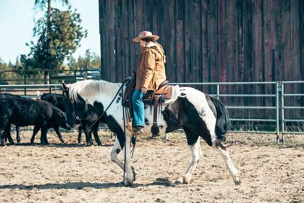 nrha-money-earner-paint-horse
