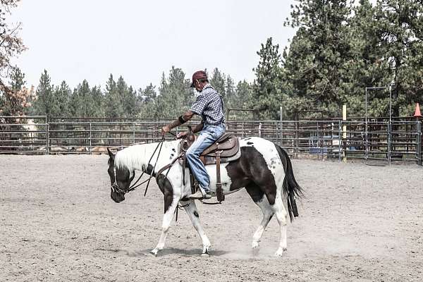 proven-bloodlines-paint-horse