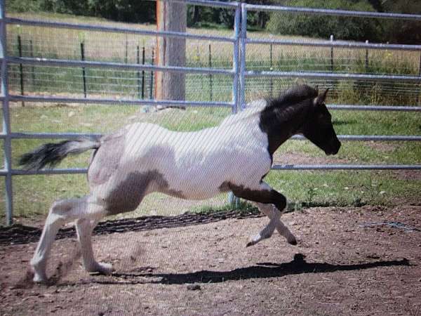 slide-paint-horse