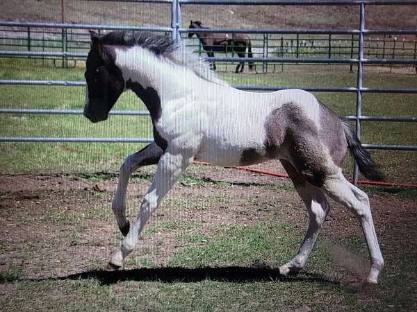 windchester-horse