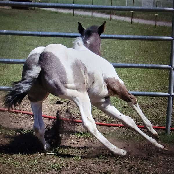 blue-roan-colt-paint-horse