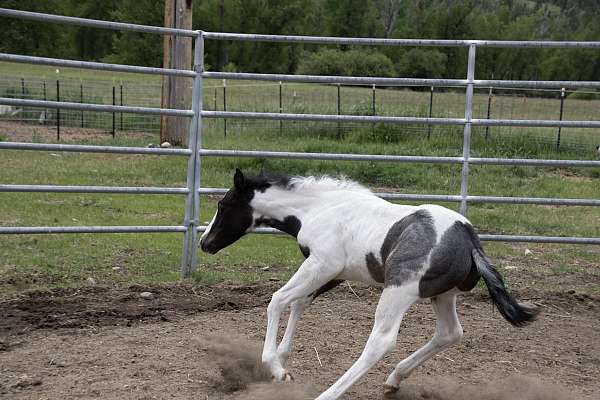 windchester-paint-horse