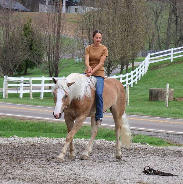all-around-haflinger-horse