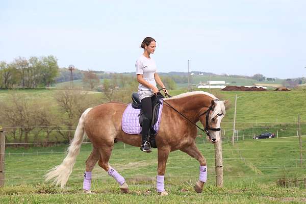 bareback-haflinger-horse