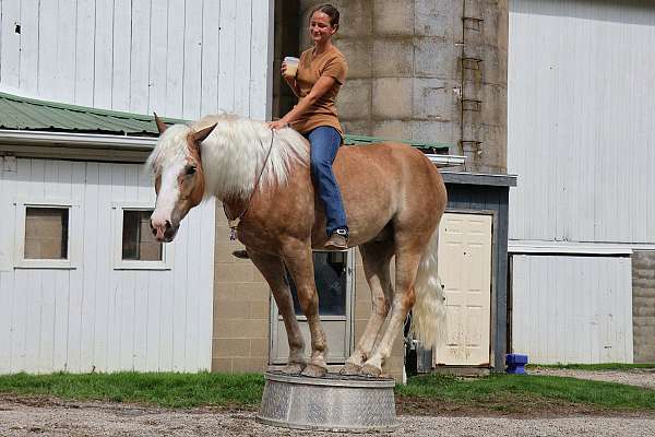 bridleless-haflinger-horse