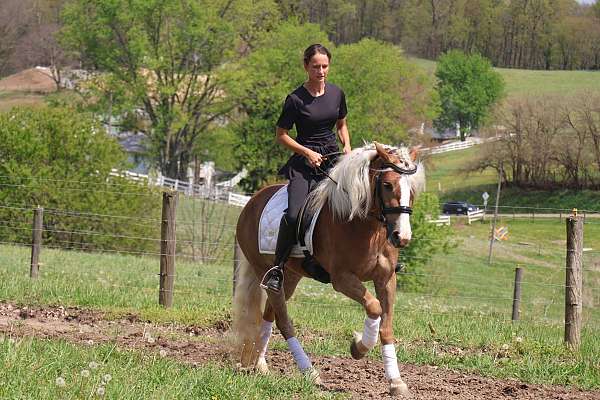 western-dressage-haflinger-horse