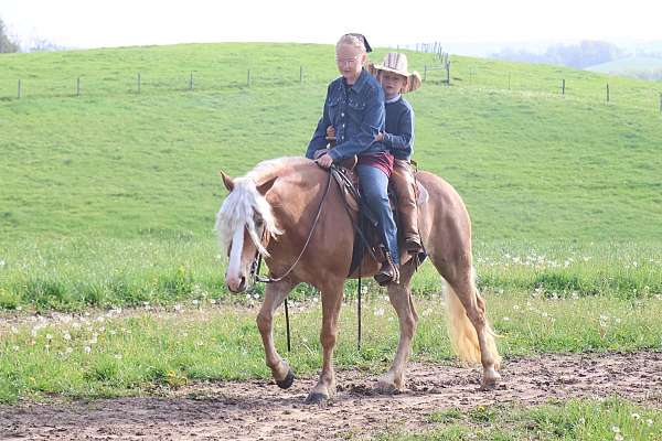 all-around-haflinger-horse