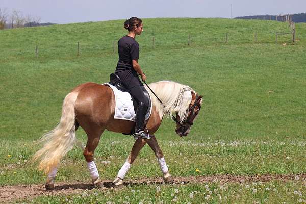 athletic-haflinger-horse