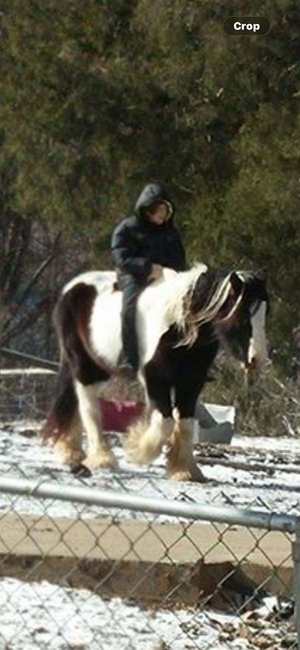 gypsy-vanner-horse