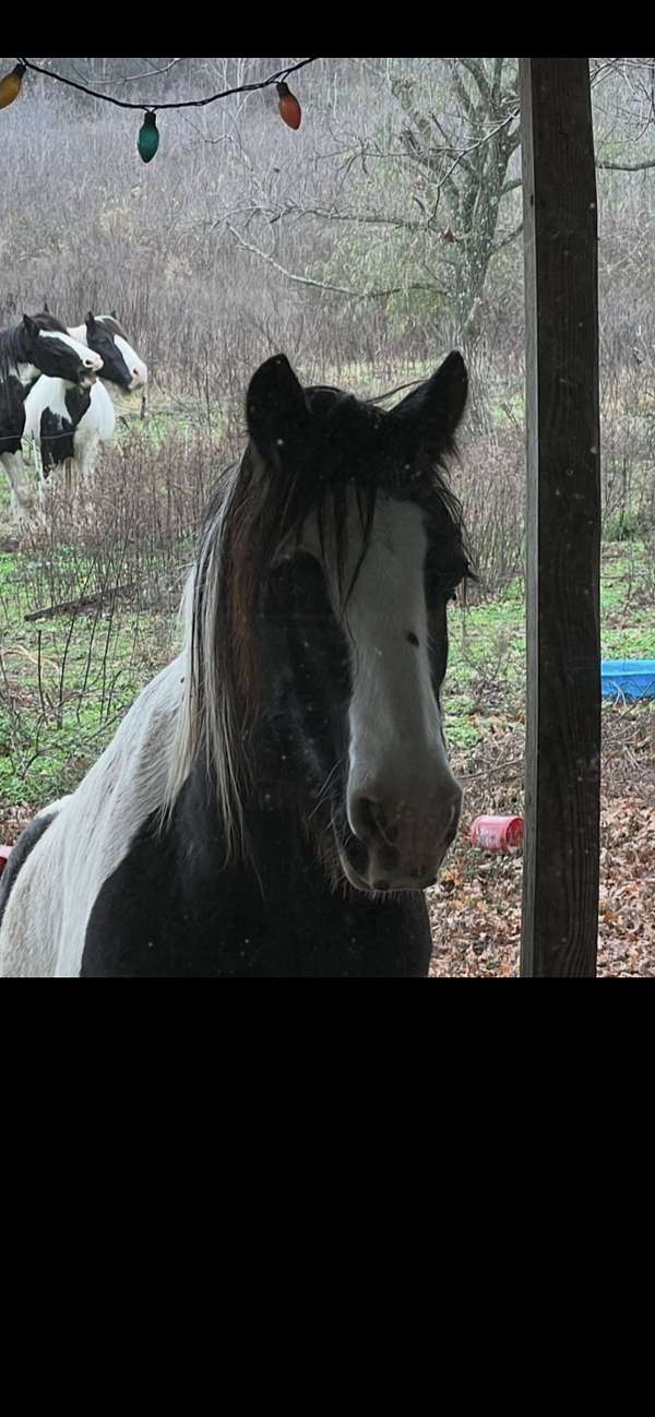 gypsy-vanner-gelding