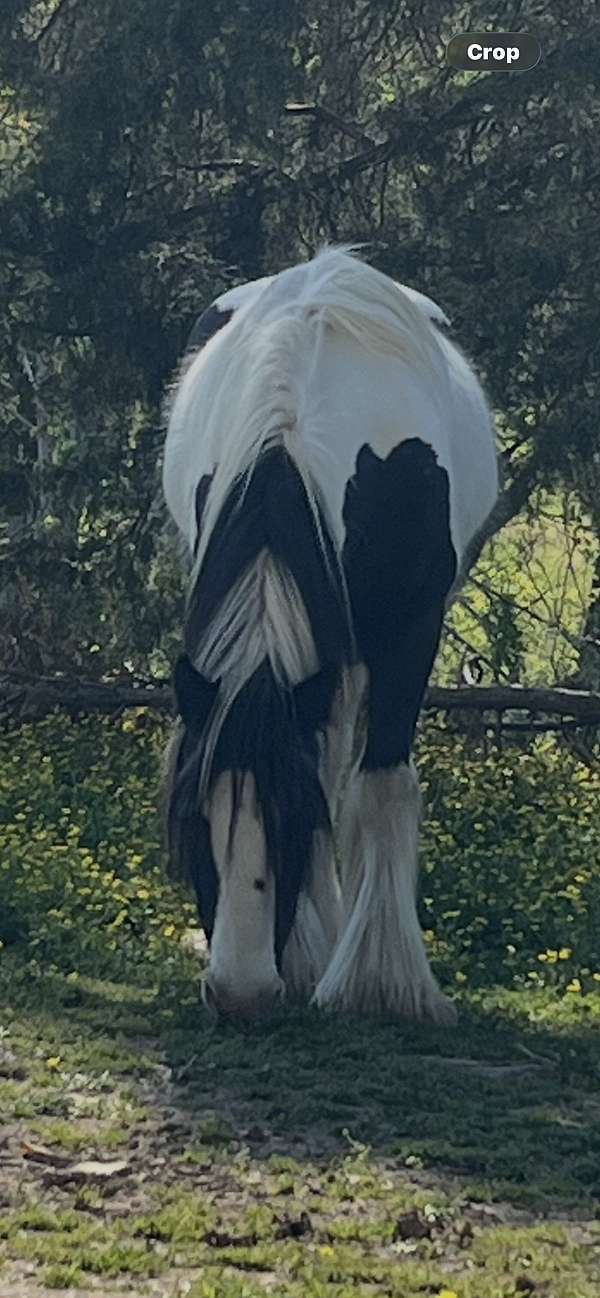 gypsy-vanner-horse-for-sale