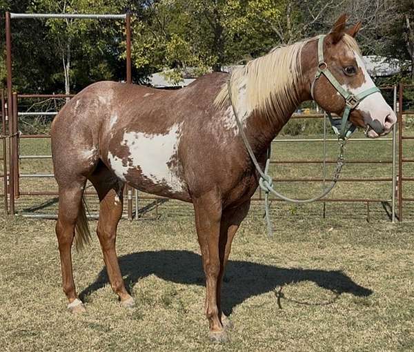 overo-blaze-flaxen-mane-tail-horse