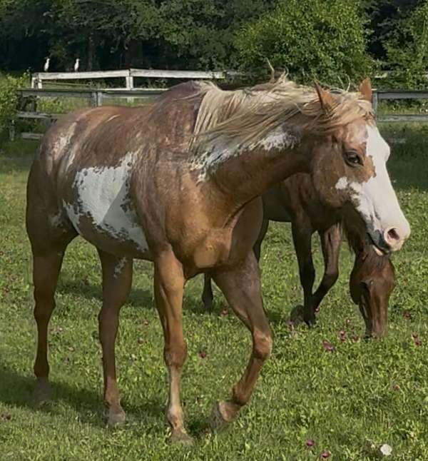 blaze-flaxen-mane-tail-horse