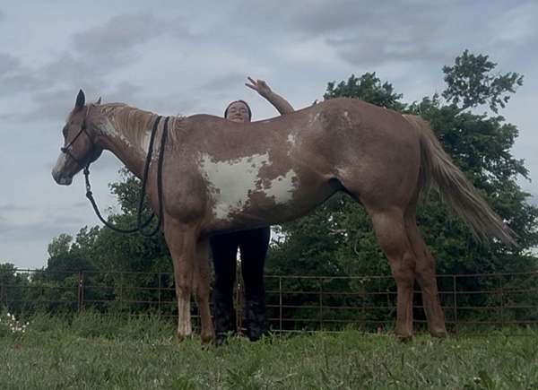 athletic-paint-horse